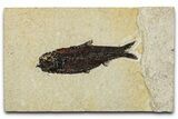 Detailed Fossil Fish (Knightia) - Wyoming #356818-1